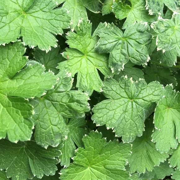 Meet your Posher, Stella - Picture 1 of 1